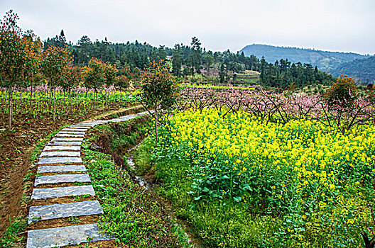 田间小路