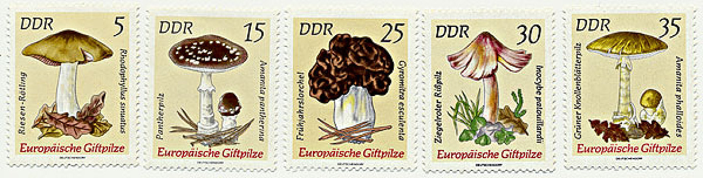 民主德国,欧洲,伞菌