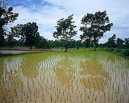 稻田,洪水,水,充足,营养,生长