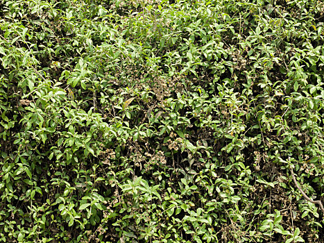 绿色,藤蔓植物,植物,常春藤,叶子