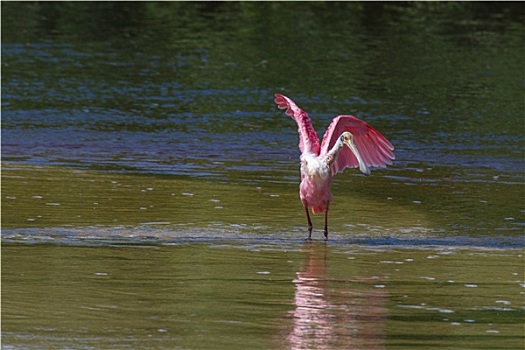 粉红琵鹭