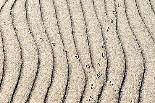交叉,俯视,动物脚印,沙子,沙丘,泥滩,北海,北荷兰,荷兰