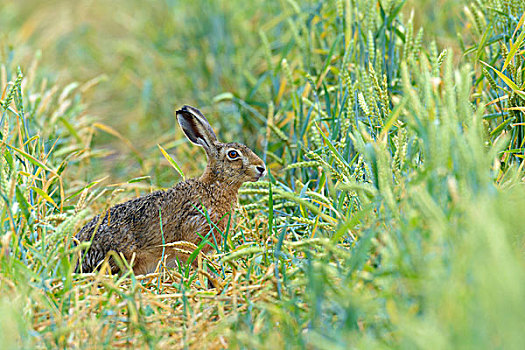 欧洲,棕兔,欧洲野兔,玉米田,夏天,黑森州,德国