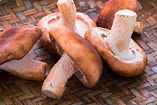 菌菇类图片_菌菇类图片大全_菌菇类图片素材