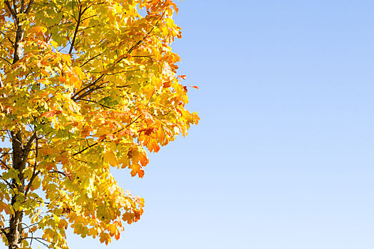 秋天,枫树,天空,背景