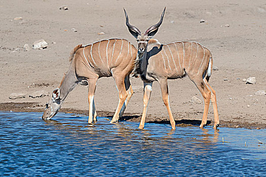 大捻角羚,雄性,雌性,喝,水坑,埃托沙国家公园,纳米比亚,非洲
