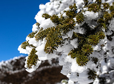 雪