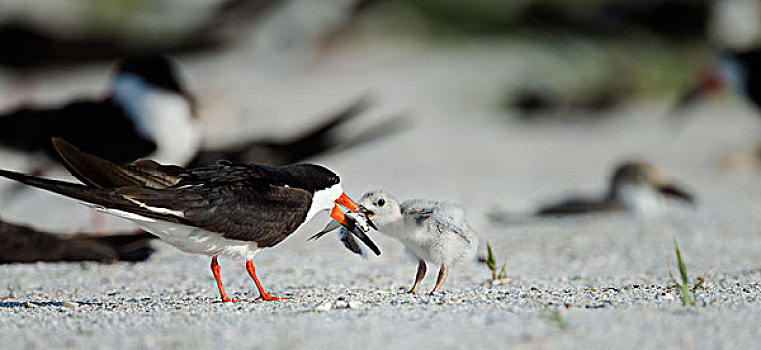 黑色,剪嘴鸥,食物,幼禽,黑剪嘴鸥,墨西哥湾,佛罗里达