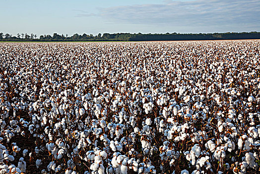 棉花,丰收,日出,英格兰,阿肯色州,美国