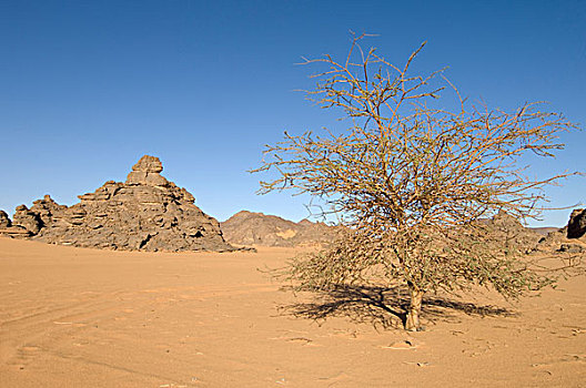 阿卡库斯,撒哈拉沙漠,费赞,利比亚