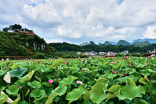 荷花池