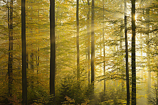 阳光,山毛榉,树林,晨雾,施佩萨特,巴伐利亚,德国