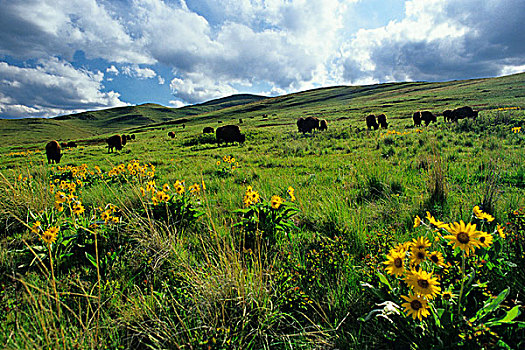 野牛,放牧,山,国家,山脉,靠近,蒙大拿