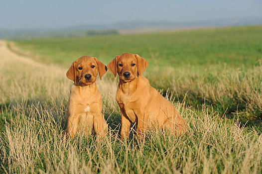 拉布拉多犬,黄色,小狗,9星期大,坐,靠近,相互,奥地利,欧洲