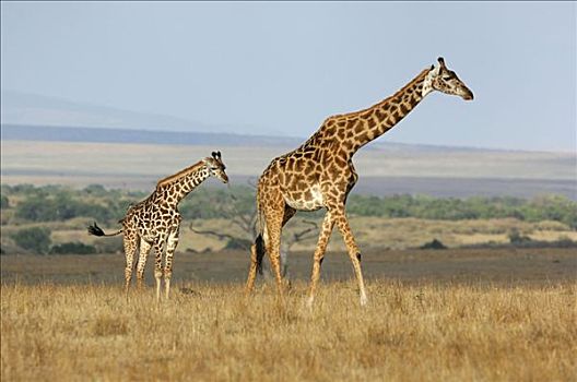 马赛长颈鹿,年轻,一个,马赛马拉,肯尼亚,非洲