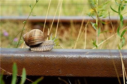 蜗牛,铁路,轨道