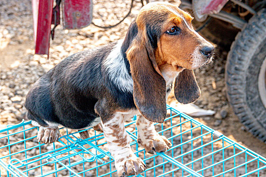 宠物犬,巴吉度猎犬