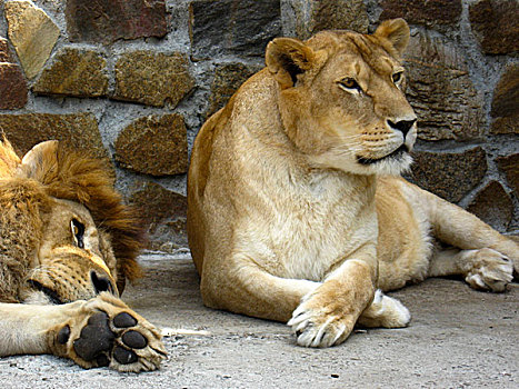 狮子,雌狮,休息