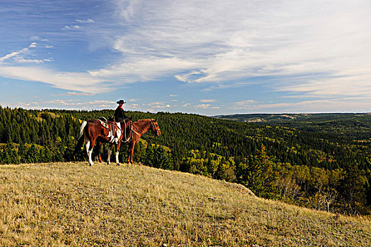 牛仔,坐,马,绳索,萨斯喀彻温,加拿大