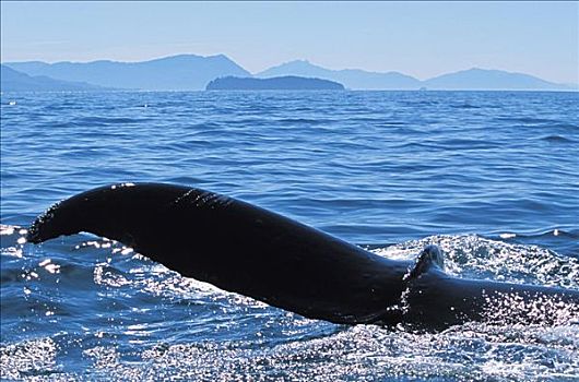 阿拉斯加,通加斯国家森林,鲸尾叶突,驼背鲸
