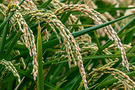 秋季成熟的稻穗