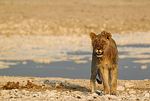 狮子,幼小,雄性,水潭,血,鬃毛,进食,夜光,埃托沙国家公园,纳米比亚,非洲