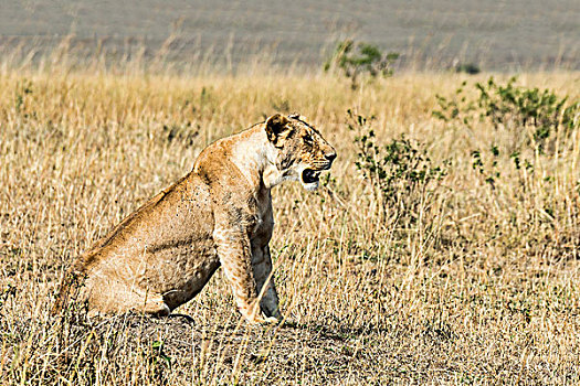 雌狮,马赛马拉,肯尼亚,非洲