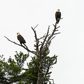 仰视,两个,鹰,栖息,树上,枝条,湖,木头,安大略省,加拿大