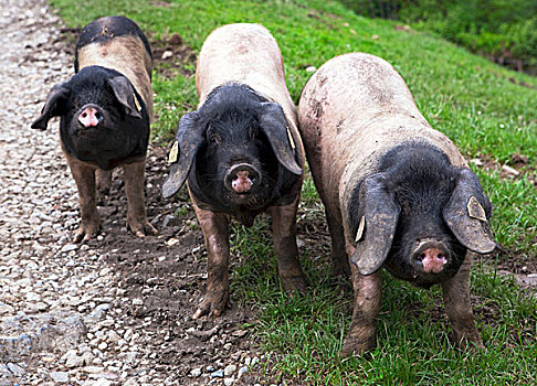 三个,猪,农场,巴斯克
