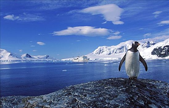 南极,天堂湾,巴布亚企鹅,游船