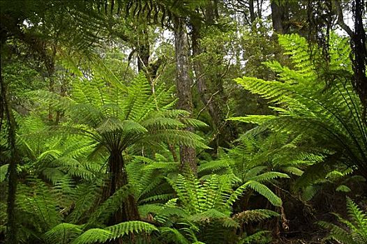 温带雨林,奥特威,国家公园,维多利亚,澳大利亚
