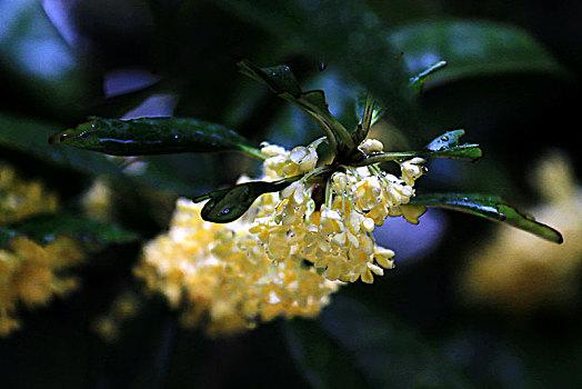 雨中桂花