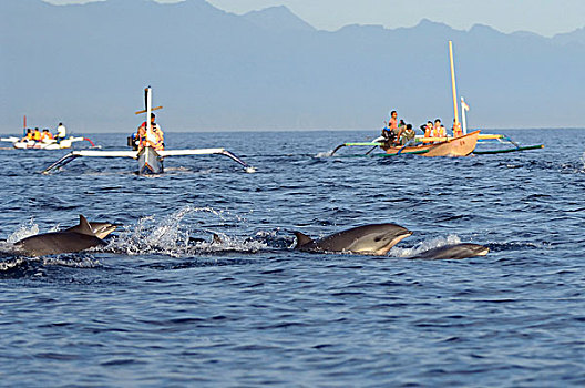 印度尼西亚,巴厘岛,海滩,观注,海豚,船