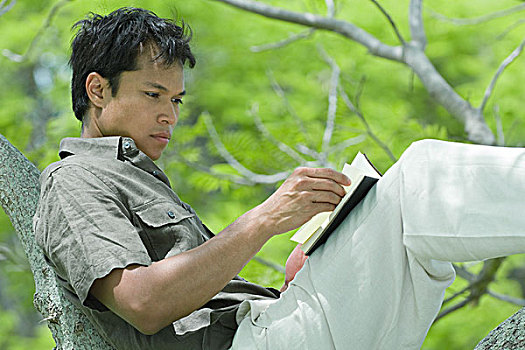 男人,休息,树枝,读,书本