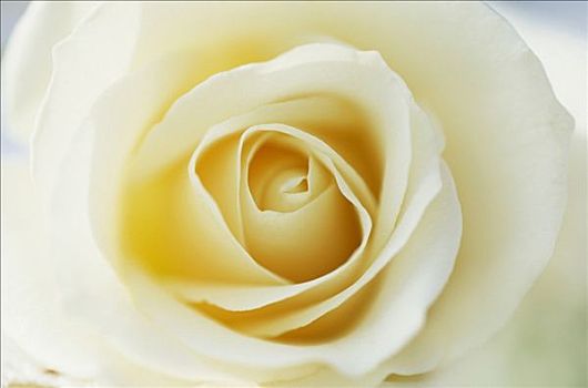 玫瑰,粉色,特写,白色蔷薇,开花