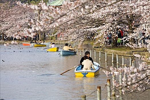 伴侣,划艇,湖,公园,东京,日本