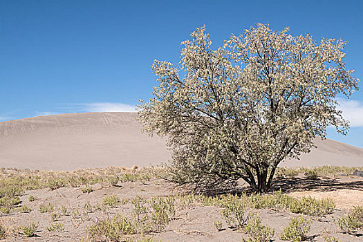 树,沙丘