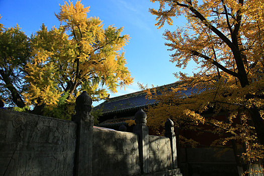 秋染大觉寺