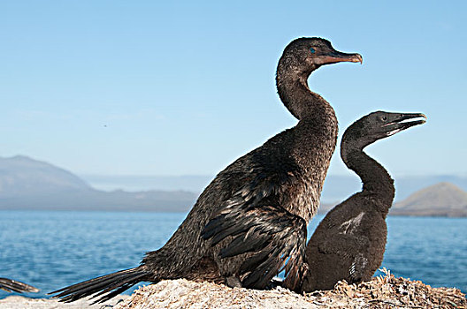 鸬鹚,幼禽,鸟窝,加拉帕戈斯群岛,厄瓜多尔
