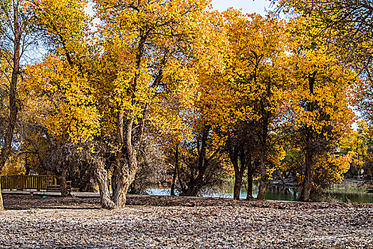 新疆,秋色,黄叶,树林