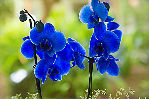 蓝色,蝴蝶兰,漂亮,花