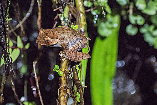 madagascar马达加斯加微距树蛙夜间