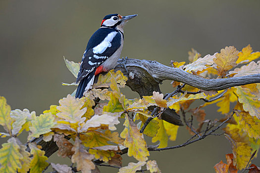 大斑啄木鸟,雄性,栖息,枝条,橡树,秋天,生物保护区,巴登符腾堡,德国,欧洲