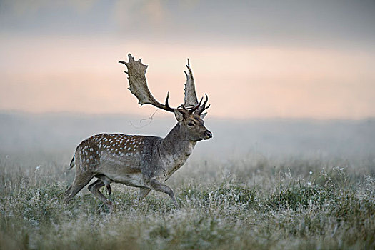 扁角鹿,公鹿,雾气,晨光,西兰岛,丹麦,欧洲