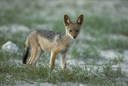 黑背狐狼,黑背豺,年轻,万基国家公园,津巴布韦,非洲