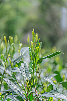 龙井绿茶