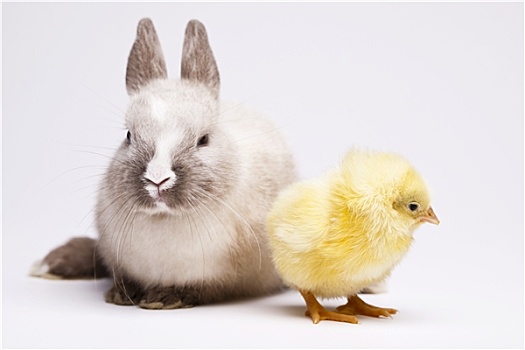 高兴,复活节,动物,兔子,幼禽