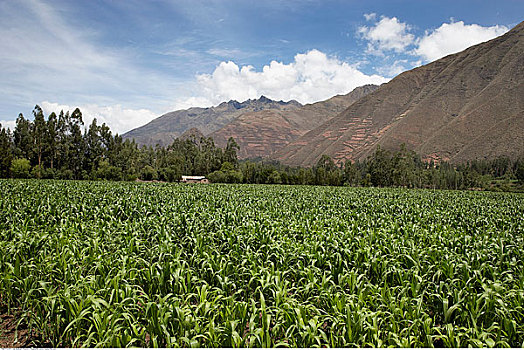 玉米田,圣谷,秘鲁