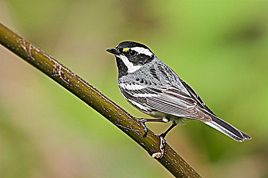 灰色,鸣禽,林莺属,不列颠哥伦比亚省,加拿大