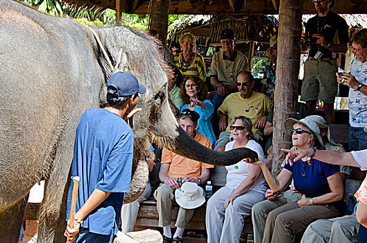 泰国,岛屿,苏梅岛,旅游,小象,表演